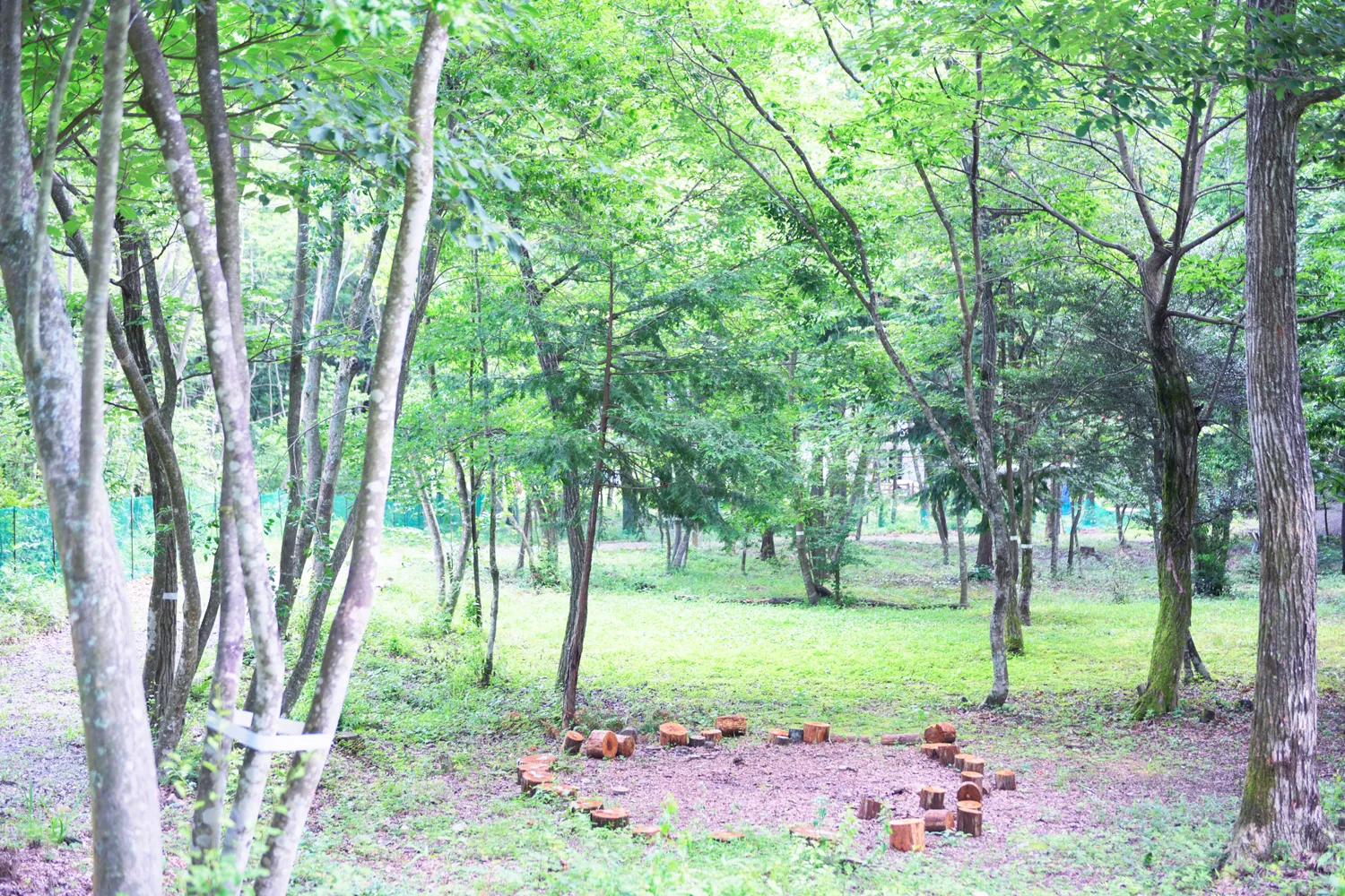 エイクソンの森の写真