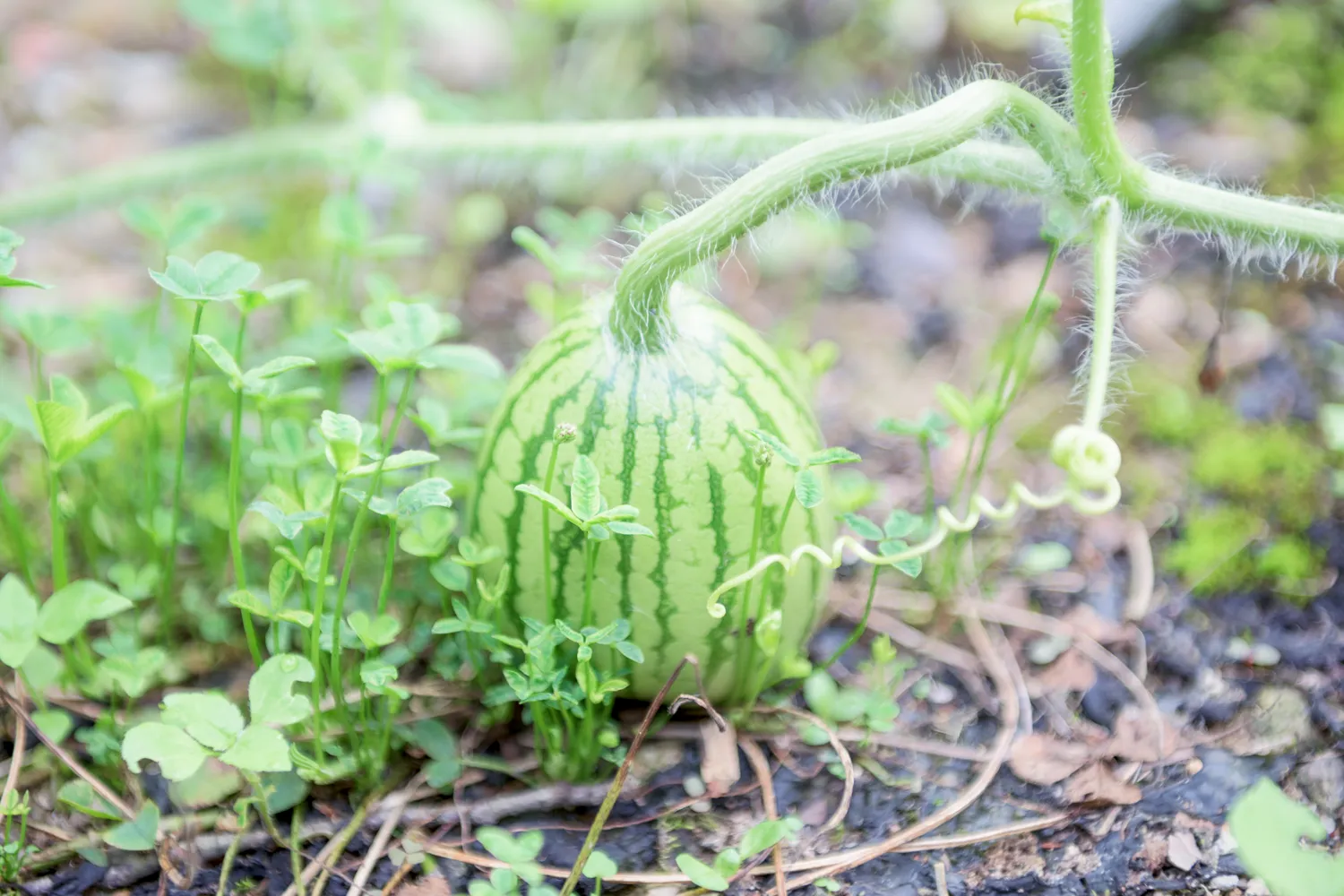 エイクソンの森の写真